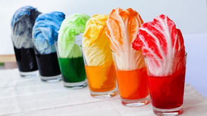 Colourful lettuce leaves from science experiment