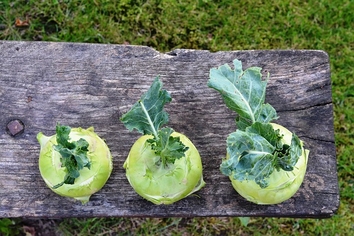 Kohl rabi vegetable